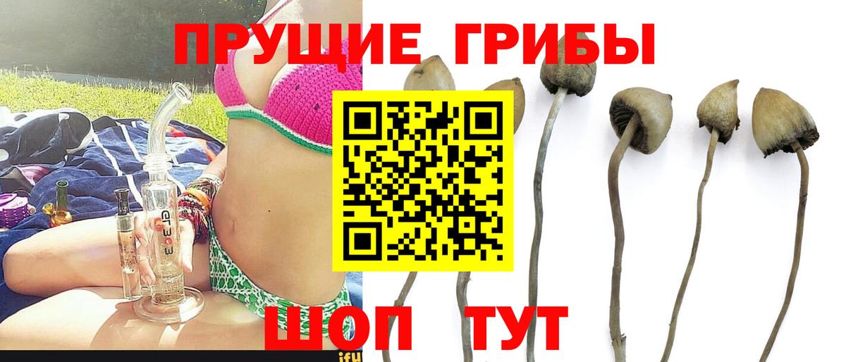 Псилоцибиновые грибы GOLDEN TEACHER Похвистнево